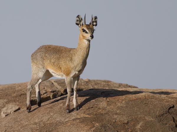 <h3><a href="/trips/tanzania/biota/animalia/chordata/mammalia/artiodactyla/bovidae/oreotragus oreotragus/oreotragus oreotragus-nl.html">Oreotragus&nbsp;oreotragus</a> / Klipspringer / Klipspringer</h3>OM-1 Mark II met OLYMPUS M.150-400mm F4.5, 1/2000 sec  bij F4.5, ISO 250, afstand 61.9&nbsp;m